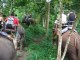 Ballade en elephants a Chiang Mai