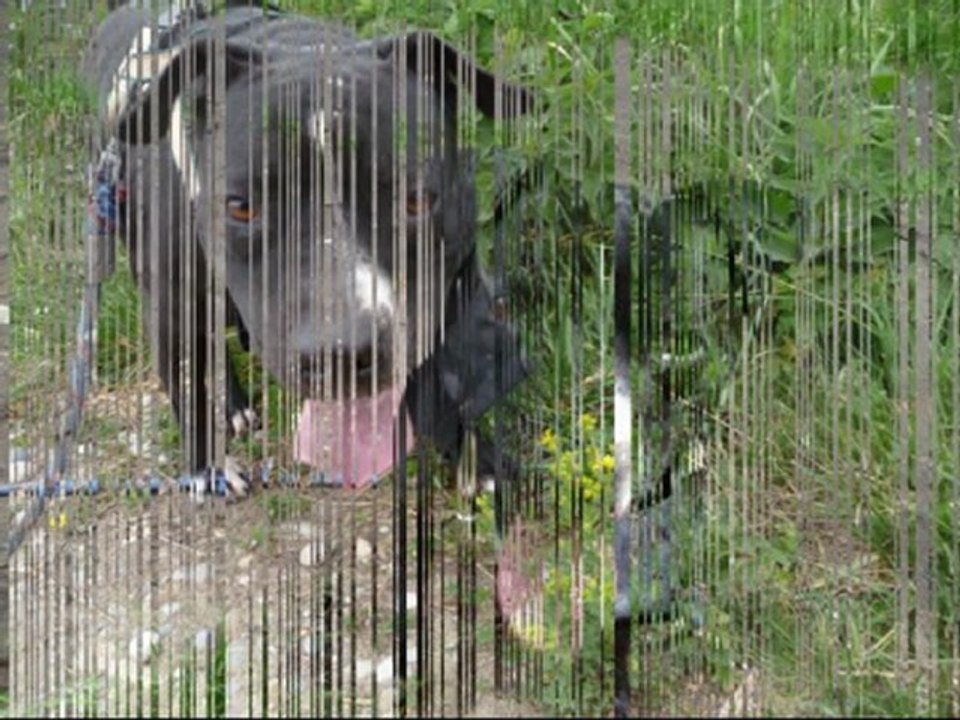 Chiens dangeureux (Taïna) amstaff  à vous de jugez !!!!