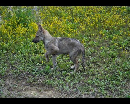 chiens loups tchécoslovaques au lac