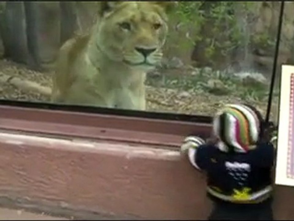 Eine Löwin versucht, ein Baby zu essen