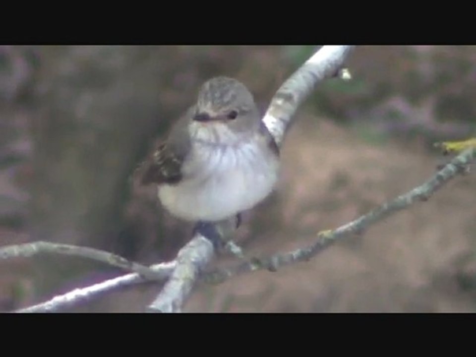 On dirait un Gobe-Mouches Gris