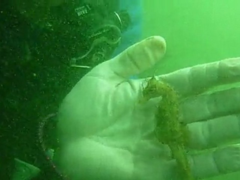 Scuba diving - Sea horse