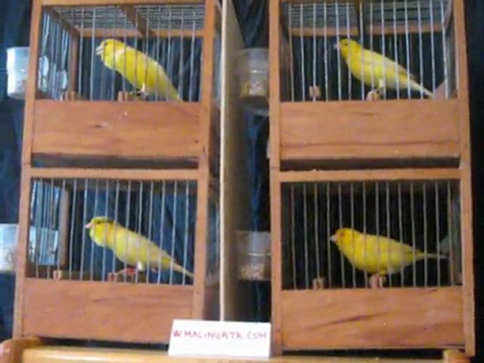 Hüseyin İpek ve Kanaryalar