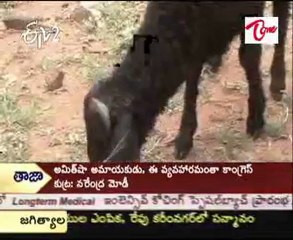 Multi-Horned Sheep-Ranga Reddy district