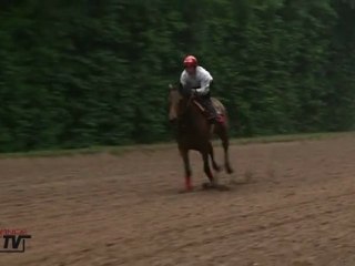 Un matin à l'entrainement avec la Reine Goldikova chez Freddy Head
