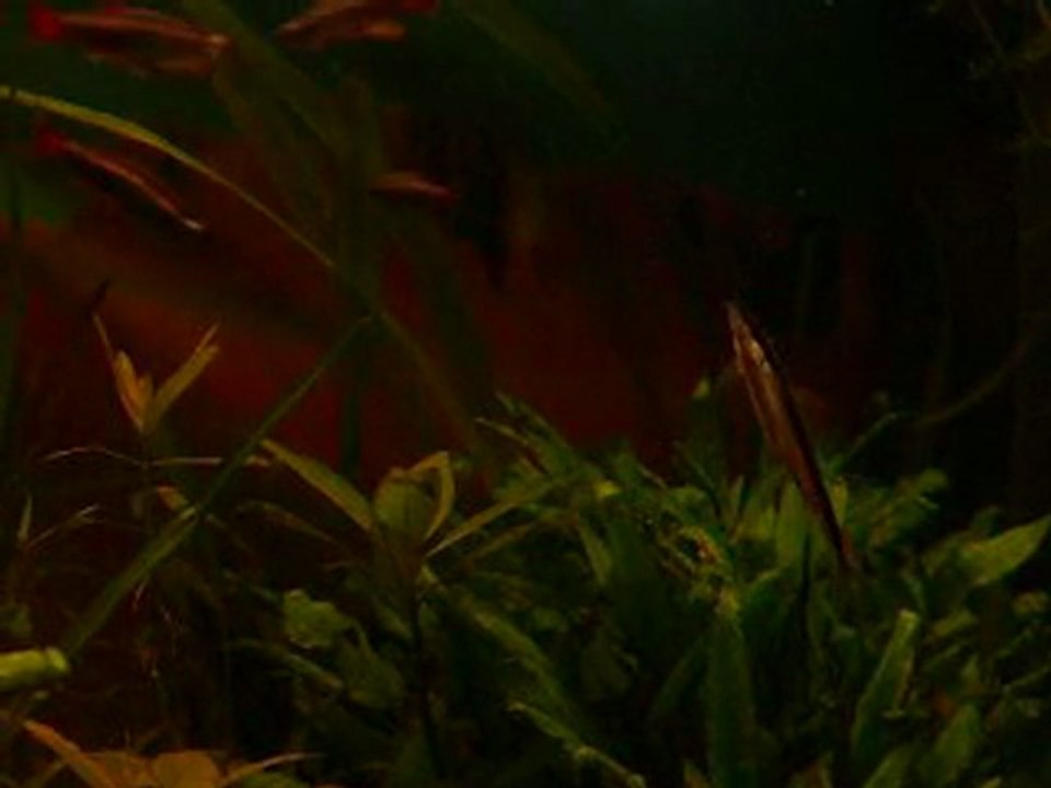 Mélodie  CELINE fin série 3    à peine 7 mois de piano..