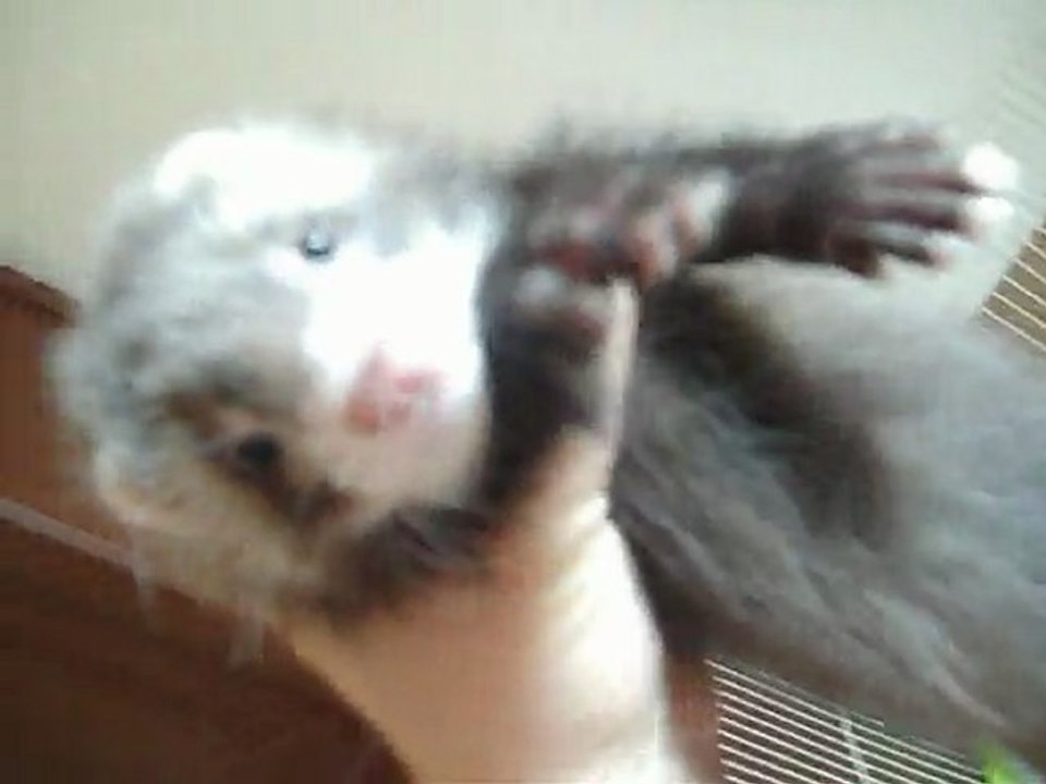 Les bébés de Elfy et Lilie qui cherchent une nouvelle famille