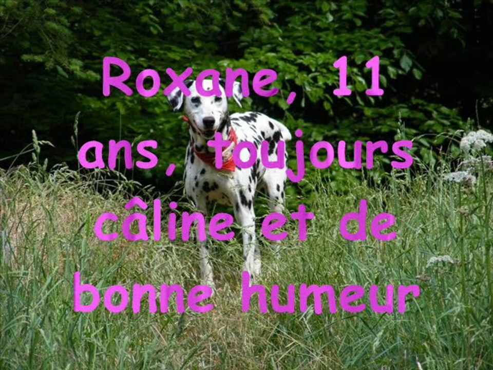 Nos_protégés_dalmaSF_2011_06_18