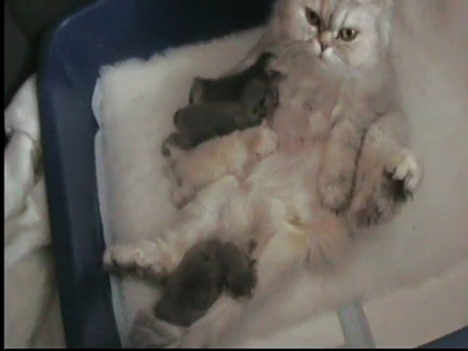 une bonne maman avec ses chatons