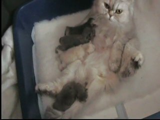 une bonne maman avec ses chatons