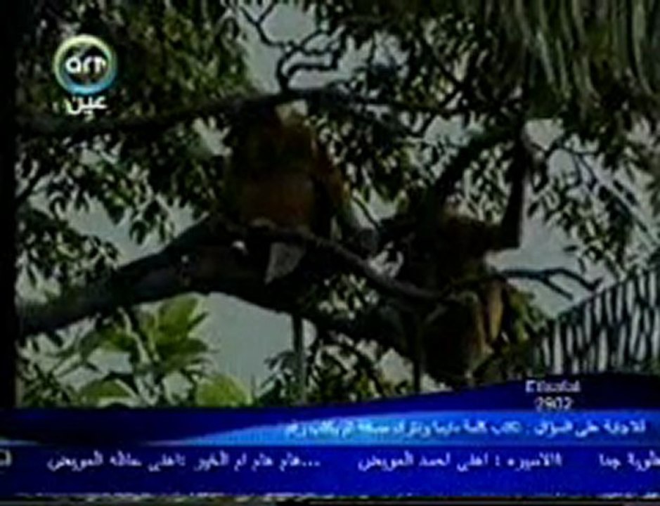 الدكتور مصطفى محمود الانف الجذاب