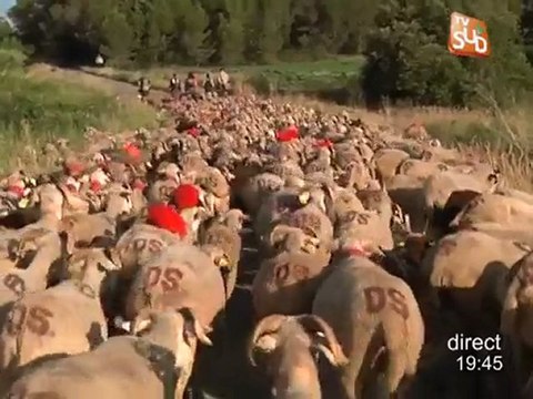 La transhumance en fête dans les Cévennes !