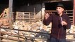 le monde des bergers provence 13300 temoignage et patrimoine video documentaire