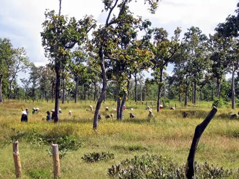 Rizières en vert & jaune LAOS