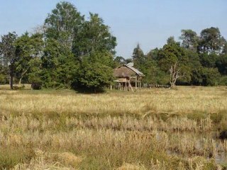 Rizières en jaune paille LAOS