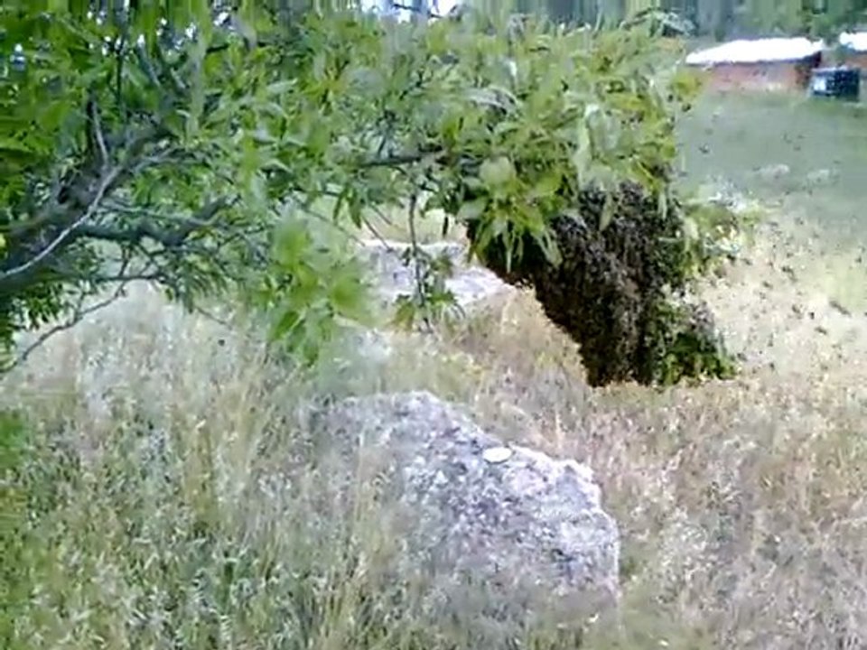 Salih Arı Mamülleri-Arı oğul çıkması