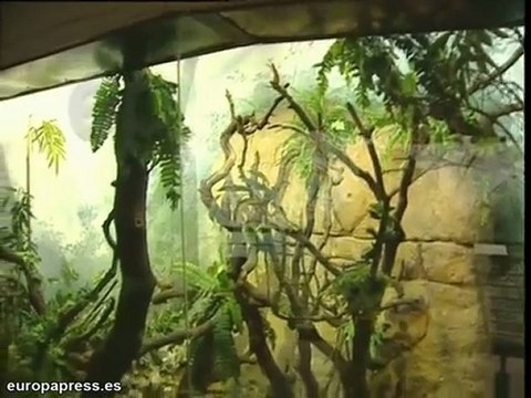 Faunia prepara campamento para niños