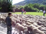 transumance a Allevard les Bains le  18 juin 2011