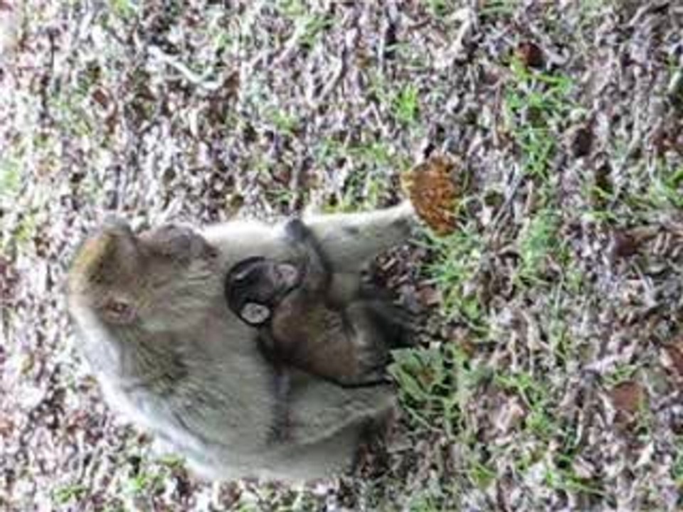 maman singe avec son petit