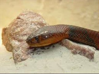 Mongolian Death Worm Movie Trailers HD