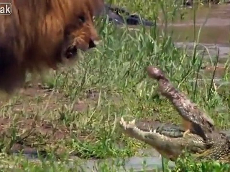 Wer ist Bad und wer ist der Baddest heute