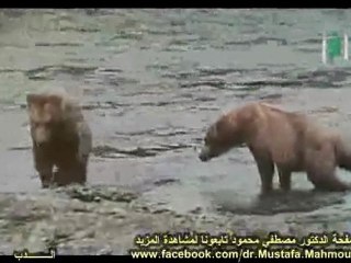 الـــدب وسمك السلمون | حلقات العلم والإيمان