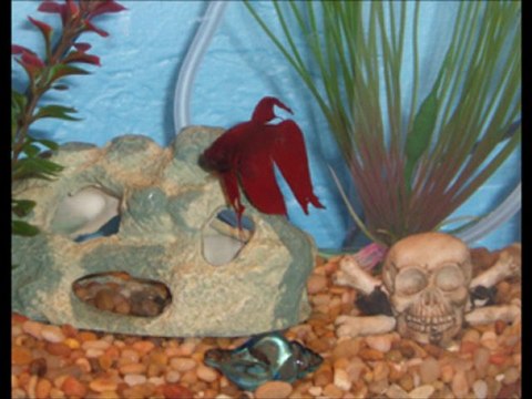 How to quickly and easily have the perfect Bettas Fish Tank
