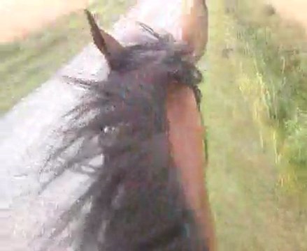 Galop dans les champs !