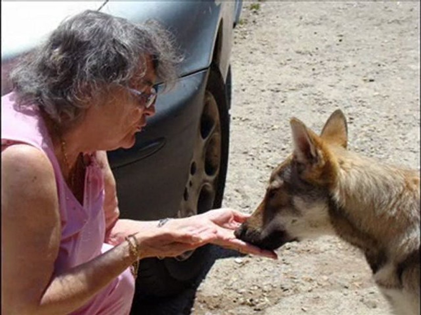 Diwioa Chienne Louve Tchécoslovaque