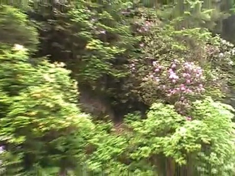 Yaylaya giderken cifin ve gomar çiçeği gördüm sizinle paylaşmak istedim...