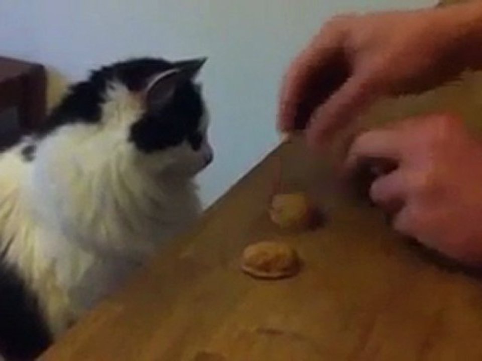 القطة القمّارة.. لوووووووووول