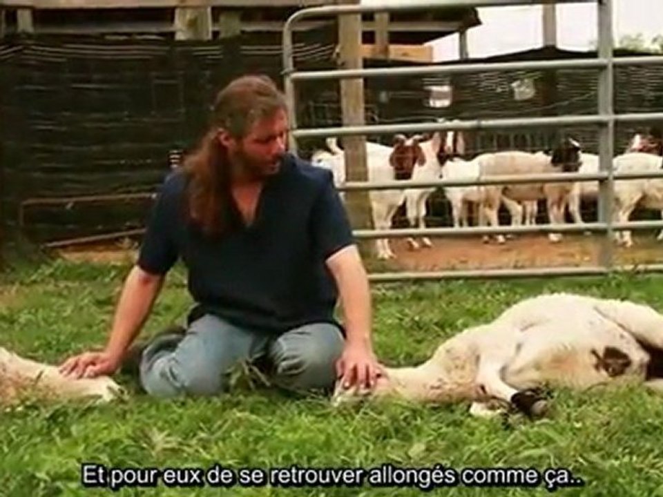 La Miséricorde de L'Abattage islamique !