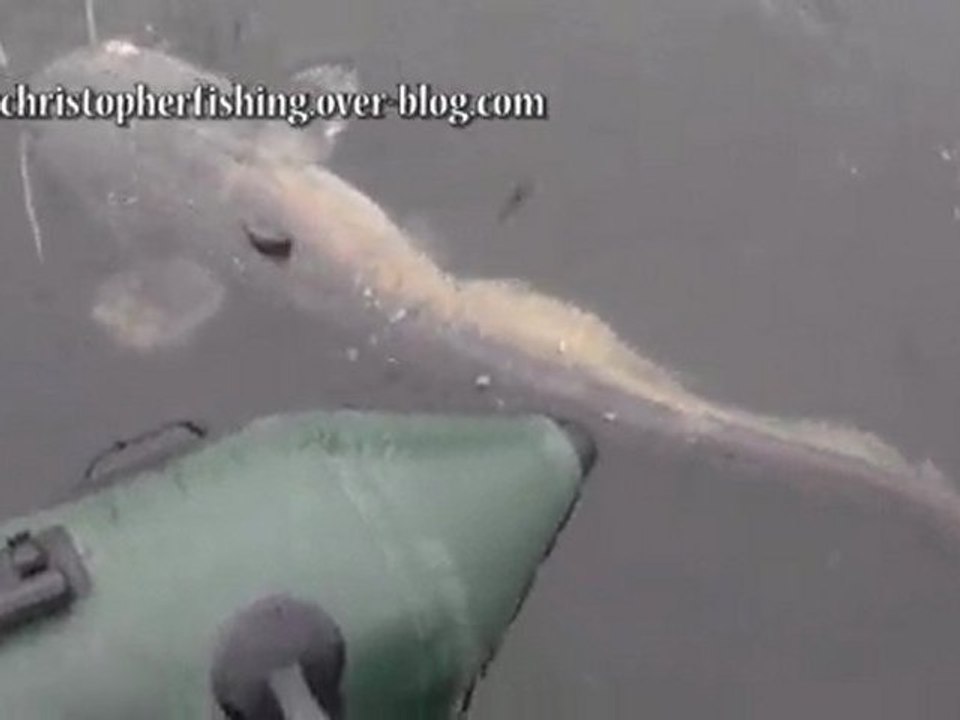 video carnassiers aux leurres