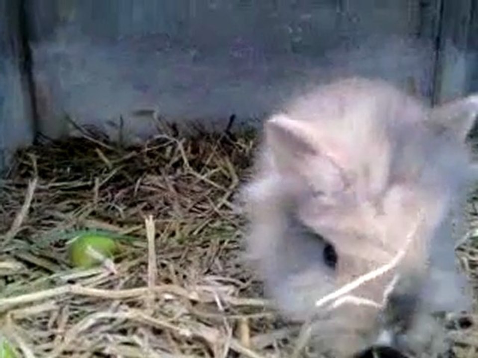 3 BB lapins nains portée 2