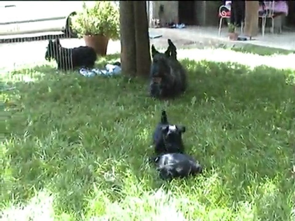CHIOTS