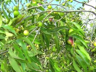 Cacao tonic elixir with power herbs.