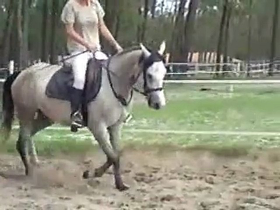 17 Juin 2011 Tzigane sur le plat
