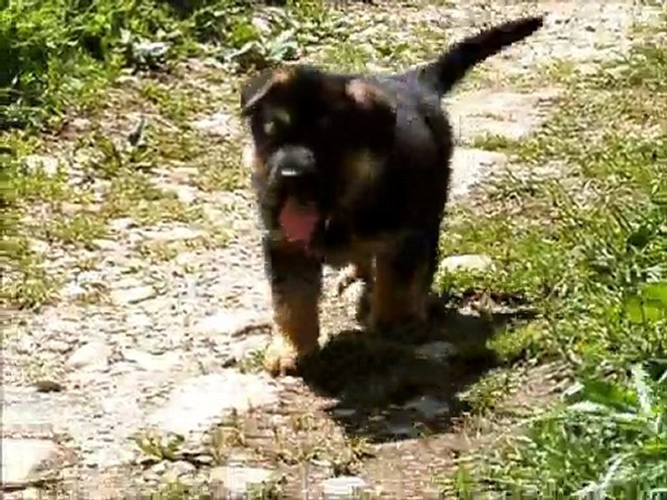 Chiots berger allemand LOF du 19 juin 2011