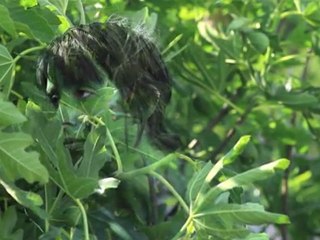 Camouflage vidéo pour l'Exposition "Total Animal" au Numéro 23 à Poitiers