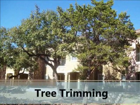Mesquite TX Tree Services | (214) 382-0838
