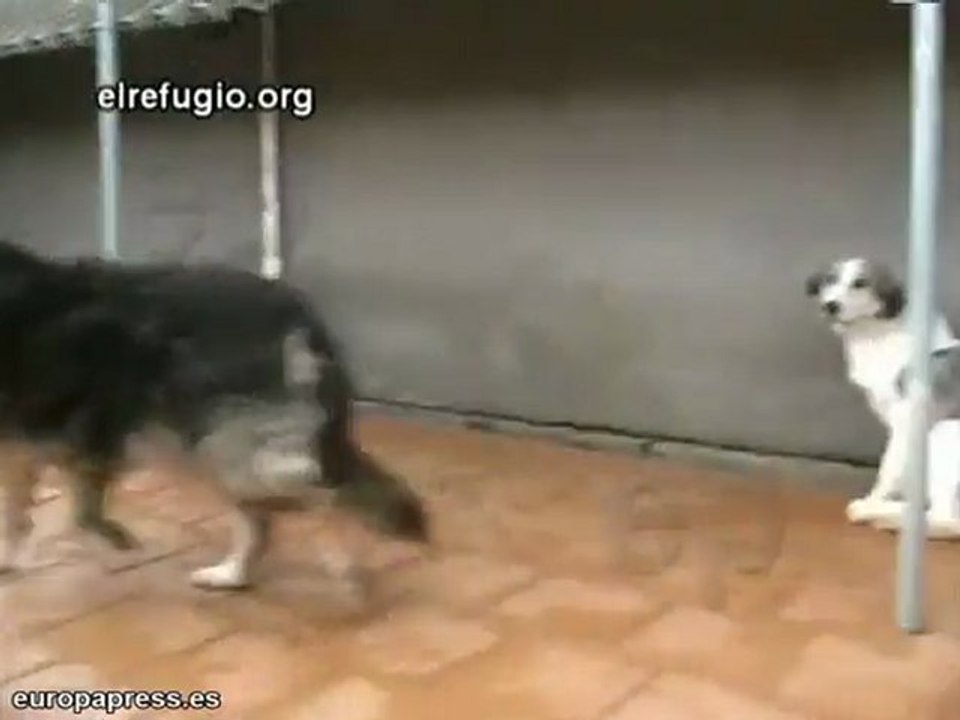Rescate de la perrita Dulcinea