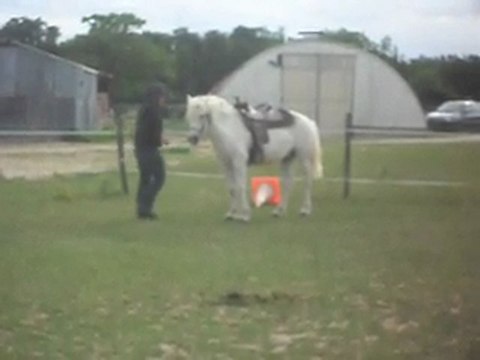 Poney-club le dimanche. Demandes simples en main