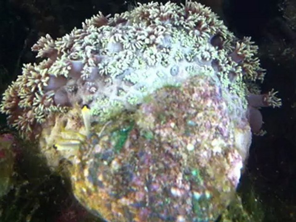 BernardAttaque