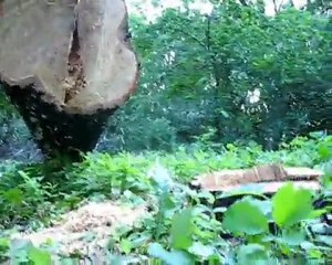 ,,Наш Парк 2011,, 17 06 2011