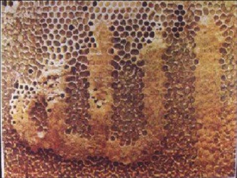 Sami Savni Özer - Ey Allah'ım