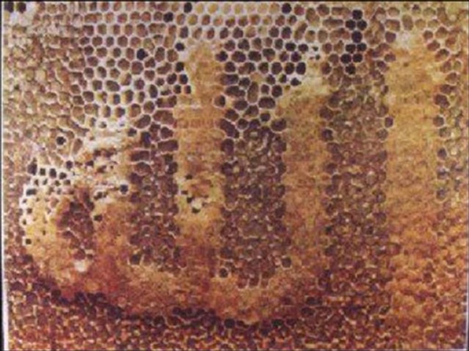 Sami Savni Özer - Ey Allah'ım