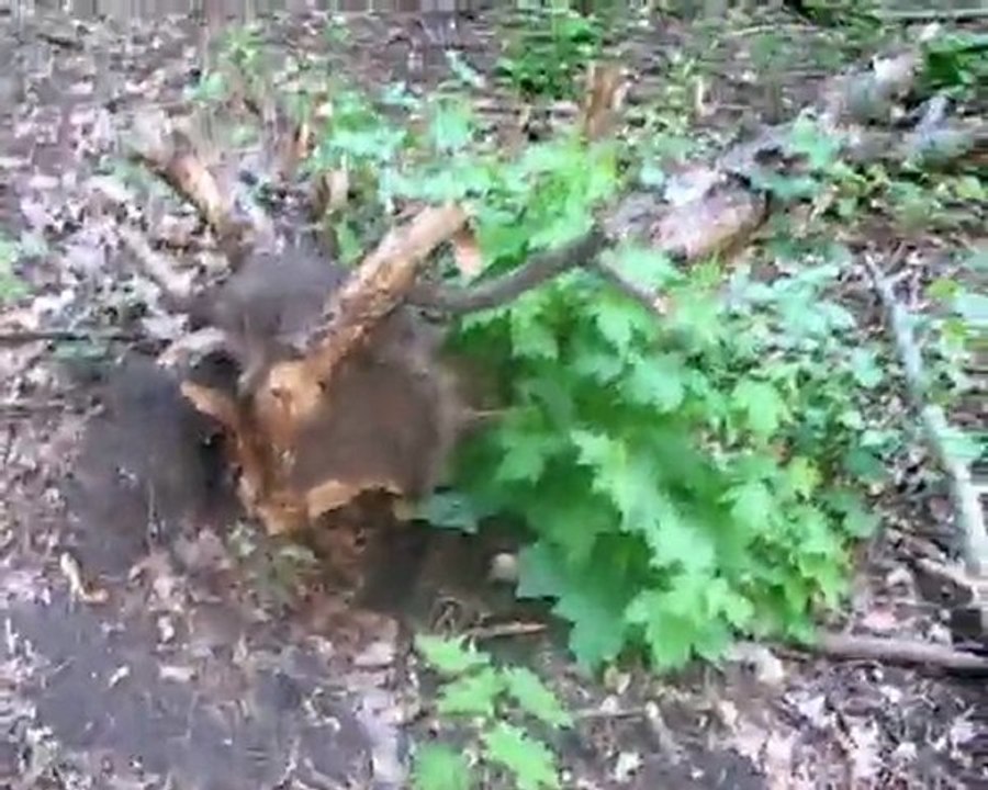 ,,Nash Park 2011,, 11- 06-2011 Лесопарк Харьков парк Горького 60 mg