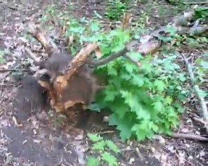 ,,Nash Park 2011,, 11- 06-2011 Лесопарк Харьков парк Горького 60 mg