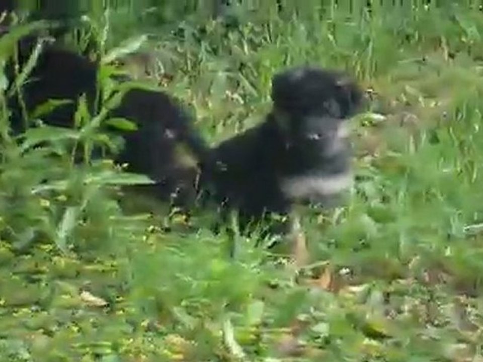 Chiots 5 semaines et demi