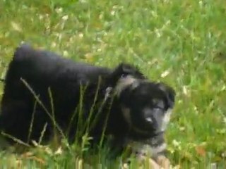 Chiots berger allemand